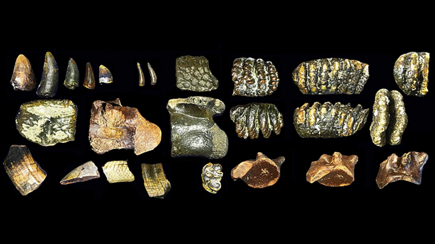 These human ancestors weren’t as lonely as experts thought