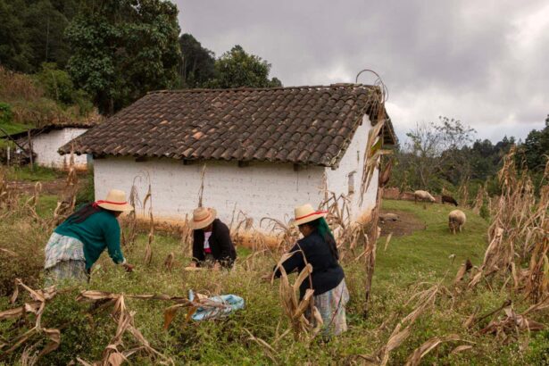 These photos reveal the unique agricultural system of the Maya people
