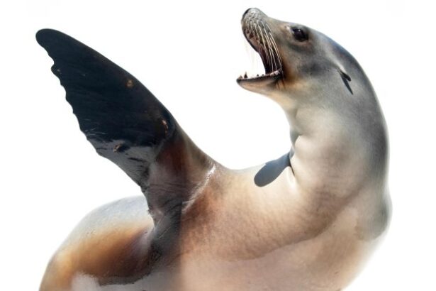 This Adorable Sea Lion Can Keep a Beat Better Than Some Humans : ScienceAlert