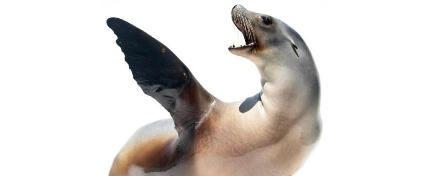 This Adorable Sea Lion Can Keep a Beat Better Than Some Humans : ScienceAlert