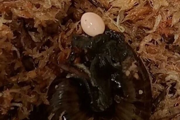 This Giant Snail Lays Eggs Out of Its Neck… Yes, Seriously : ScienceAlert