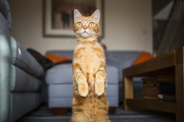 This Strange Mutation Explains the Mystifying Color of Orange Cats