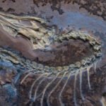 This exquisite Archaeopteryx fossil reveals how flight took off in birds