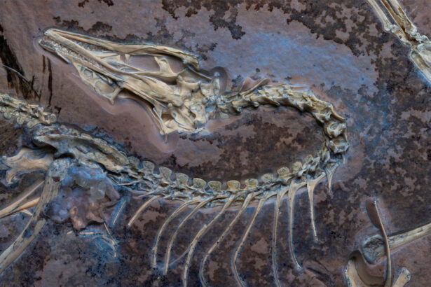 This exquisite Archaeopteryx fossil reveals how flight took off in birds