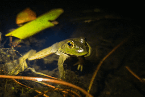 This invasive frog can fit baby turtles inside its mouth