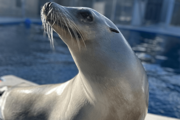 This sea lion can keep a beat better than some humans