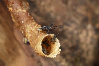 This tool-wielding assassin turns its prey’s defenses into a trap