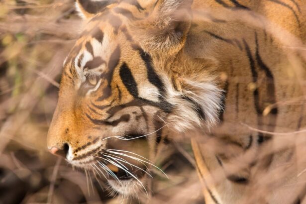 At This New Safari Destination in Central India, You Can Track Royal Bengal Tigers in Style