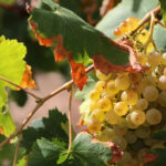 Top winemaker ‘may have to leave its Spanish vineyards due to climate crisis’