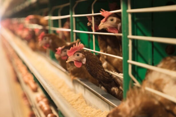 Trump administration pulls the plug on the bird flu vaccine : NPR