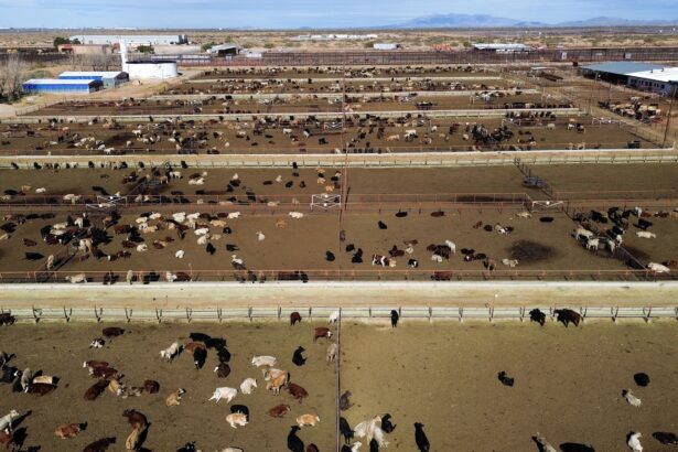 Trump’s climate denial may help a livestock-killing pest make a comeback