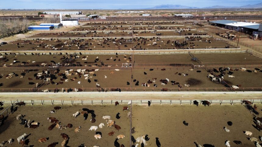 Trump’s climate denial may help a livestock-killing pest make a comeback