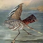Two Artists Capture Australia’s Ecology in a Bird
