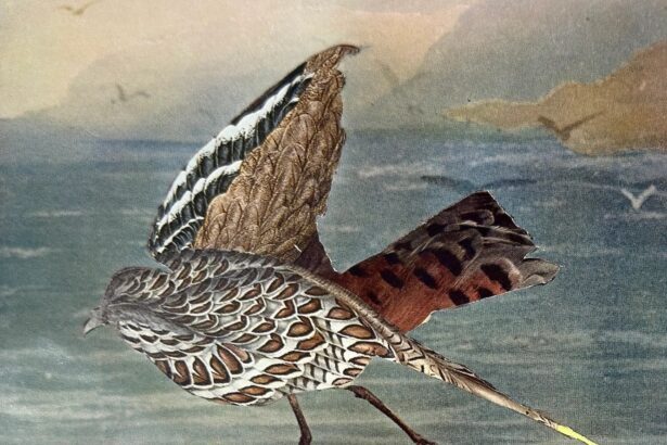 Two Artists Capture Australia’s Ecology in a Bird