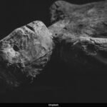 US Woman Under Investigation After Mummified Remains Of 600-Pound Son Found In Home