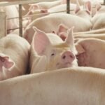 US targets Britain’s pork, poultry and seafood markets