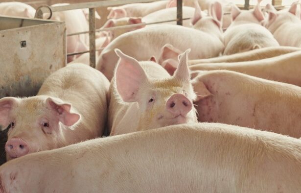 US targets Britain’s pork, poultry and seafood markets