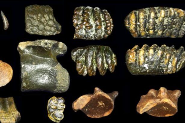 Underwater Fossils Surface to Reveal a Lost World of Archaic Humans : ScienceAlert