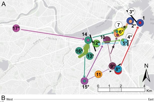 Urban rats spread deadly bacteria as they migrate, study finds
