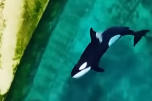 Video of Orcas Stranded in Algae-Infested Pools Triggers Fresh Concerns : ScienceAlert
