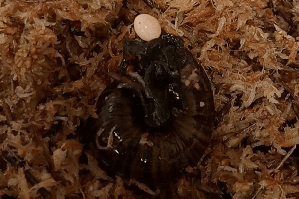 Watch a snail lay an egg…from its neck