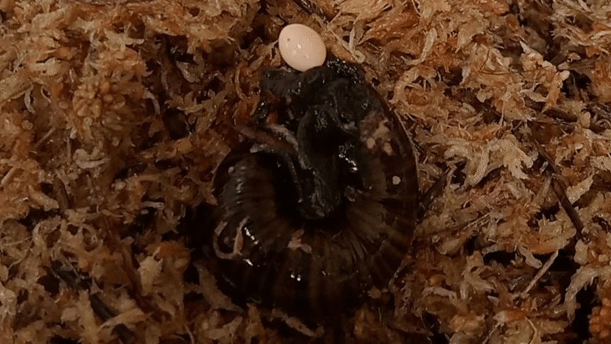 Watch a snail lay an egg…from its neck