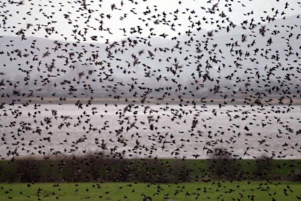 Weather radar picks up over 1 million migrating birds