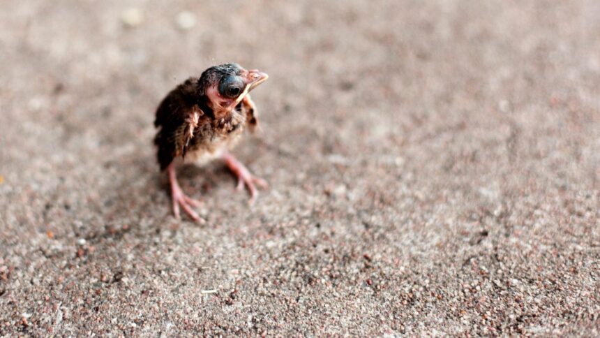 What to do if you find a baby bird out of its nest