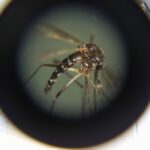 What would a world without mosquitoes look like?