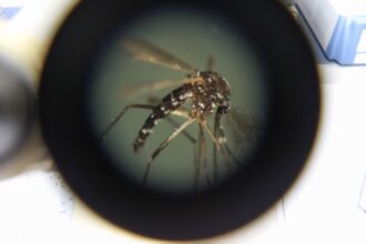 What would a world without mosquitoes look like?