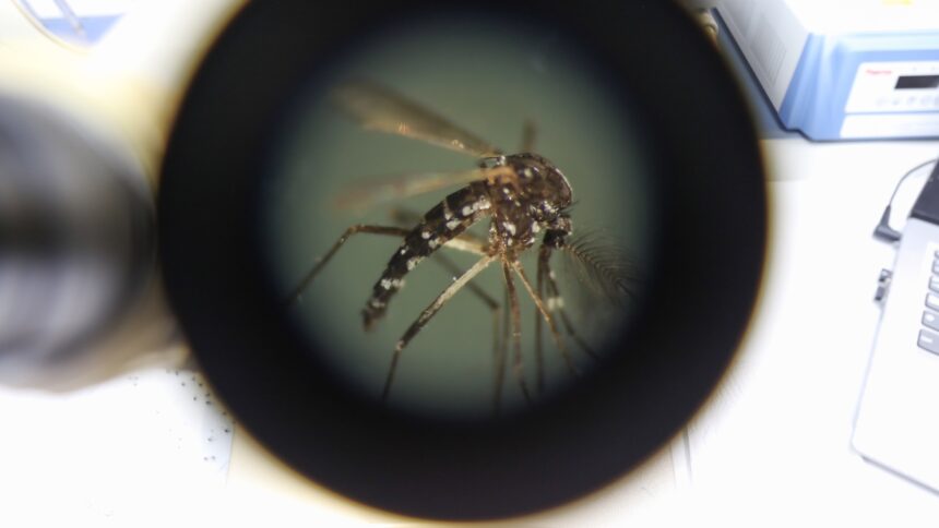What would a world without mosquitoes look like?