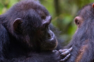Wild Chimps Appear to Administer ‘First-Aid’ to Each Other : ScienceAlert
