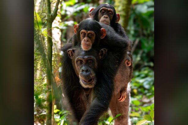 Wild chimp babies bond with their moms in human-like ways
