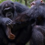 Wild chimpanzees give first aid to each other