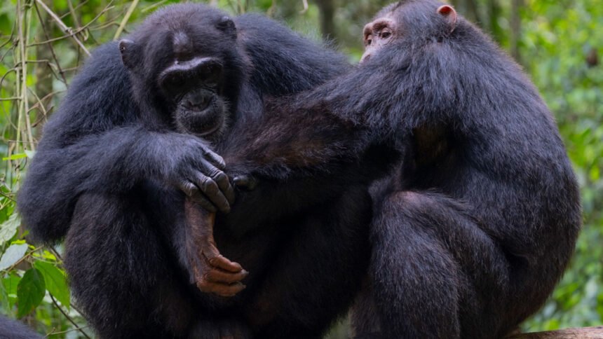 Wild chimpanzees give first aid to each other