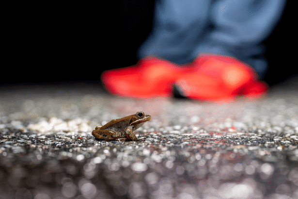 Wildlife underpass reduces squished amphibians by 80%