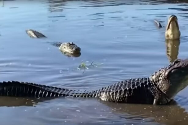 Woman in Canoe Pays with Her Life After Passing Over Hidden Alligator |