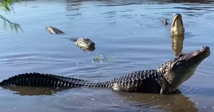 Woman in Canoe Pays with Her Life After Passing Over Hidden Alligator |