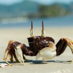 Woman’s Cooking Video Ignites Firestorm as Viewers Realize She’s Air Frying Live Crabs |