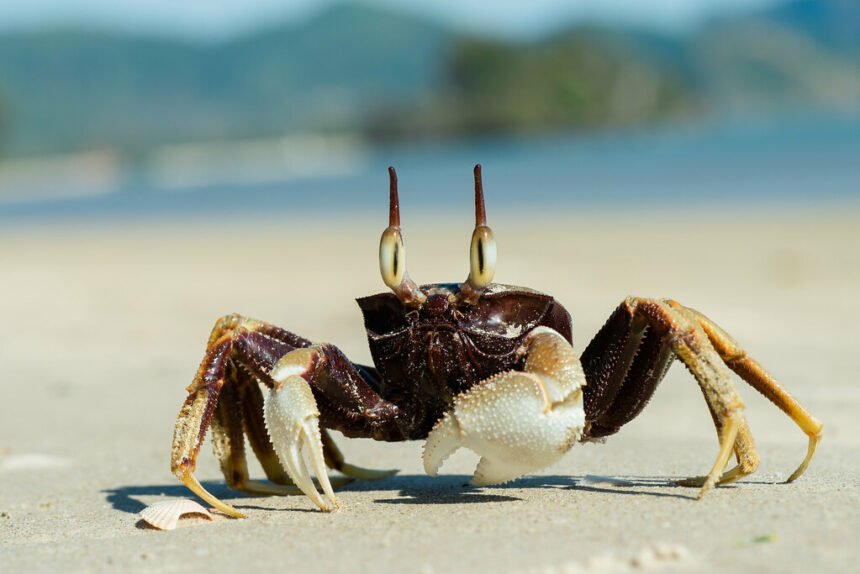 Woman’s Cooking Video Ignites Firestorm as Viewers Realize She’s Air Frying Live Crabs |