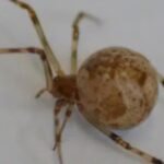World’s First CRISPR-Edited Spiders Shoot Fluoro Red Silk From Their Butt : ScienceAlert