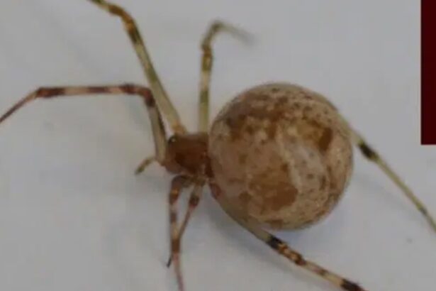 World’s First CRISPR-Edited Spiders Shoot Fluoro Red Silk From Their Butt : ScienceAlert