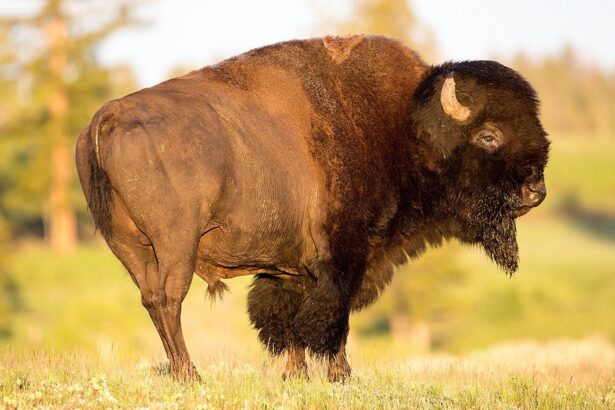 YIKES! Florida Man Gored by Bison at Yellowstone National Park After Getting Too Close to Animal |