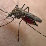 Yellow Fever Resurgence Could Make COVID Look ‘Pale’ by Comparison : ScienceAlert