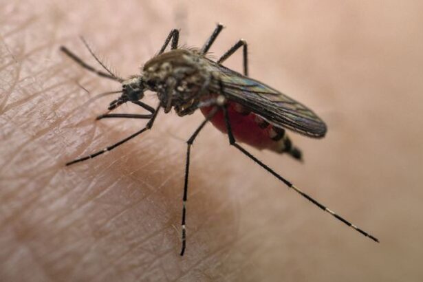 Yellow Fever Resurgence Could Make COVID Look ‘Pale’ by Comparison : ScienceAlert