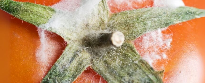 Your Fridge May Be an Incubator For Bacteria – Here’s How to Prevent It : ScienceAlert
