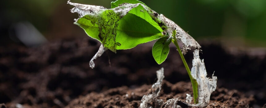 Your Salad Could Be Carrying Microplastics From Soil Into Your Body : ScienceAlert