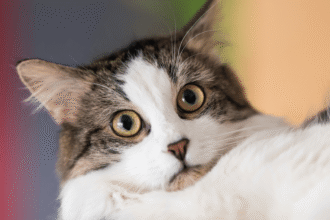 Your cat probably knows your smell