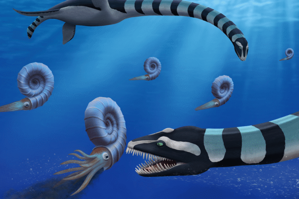 ‘Very odd’ 40-foot-long marine reptile stalked prehistoric Canada
