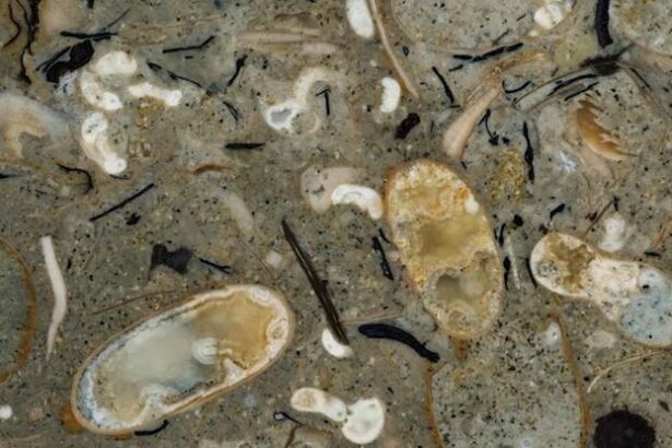 100-Million-Year-Old Rock Reveals 40 Never-Before-Seen Squid Species : ScienceAlert